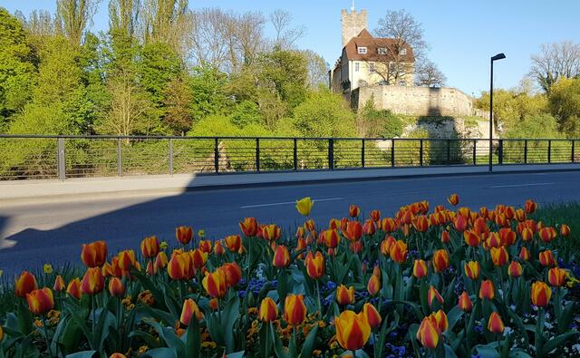 Tulpenmeer am Neckar