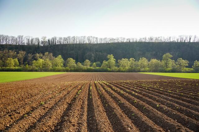 Kartoffelfeld vor dem frischen Grün des Kaywalds