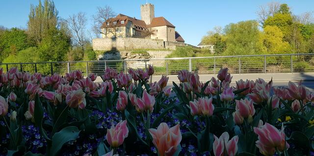 Lauffen im April
