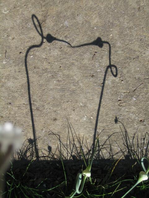 Knoblauchpflanzen am Gartenweg