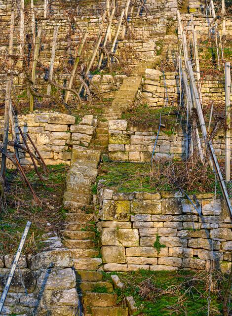 Weinberg Lauffen am Neckar