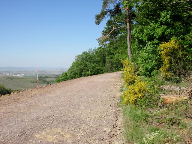 So öde und staubtrocken sieht es im Moment, 20. April, am Schanzenweg aus. Der Ginster blüht, aber er lässt alles hängen, hat keinen Saft und keine Spannung. Der Wald ist viel zu trocken nach 4 - 5 Wochen ohne Regen.