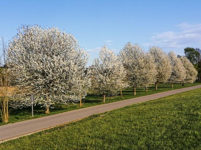 Kirschenblüten in Oberginsbach am See/Zeltplatz an Ostern 2020