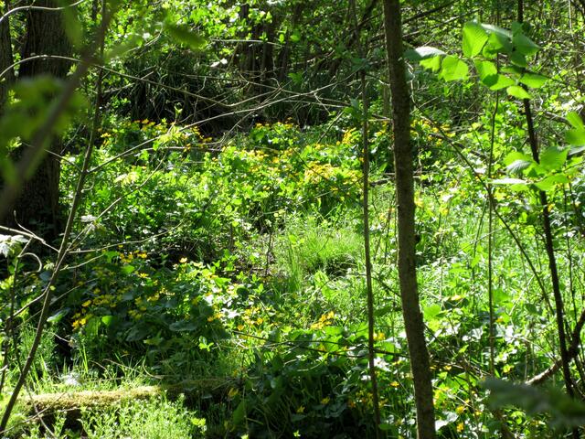 2020-04-20 Köpfertal, große gelbe Flächen von den Sumpfdotterblumen