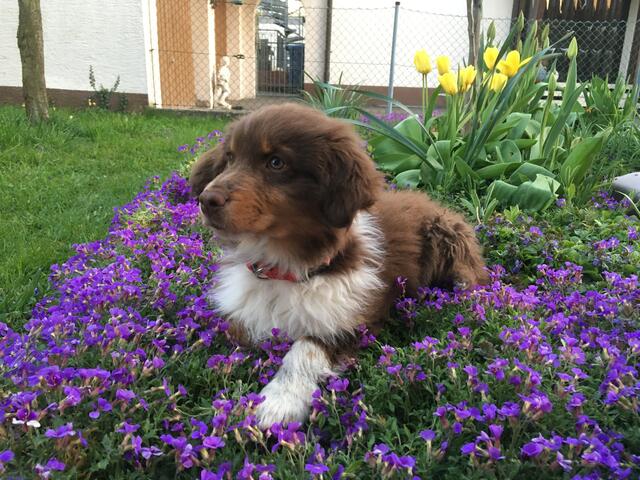 Pina in meinem Garten