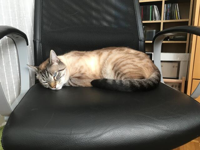 Simba auf dem Bürosessel