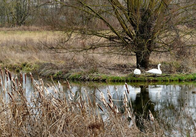 Klingenberg, Wasserloch