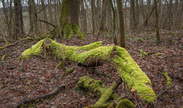 Ein Krokodil im Stockheimer Wald