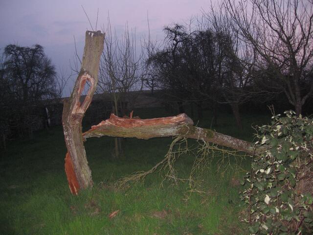 Da geht dem Baum das Auge auf!