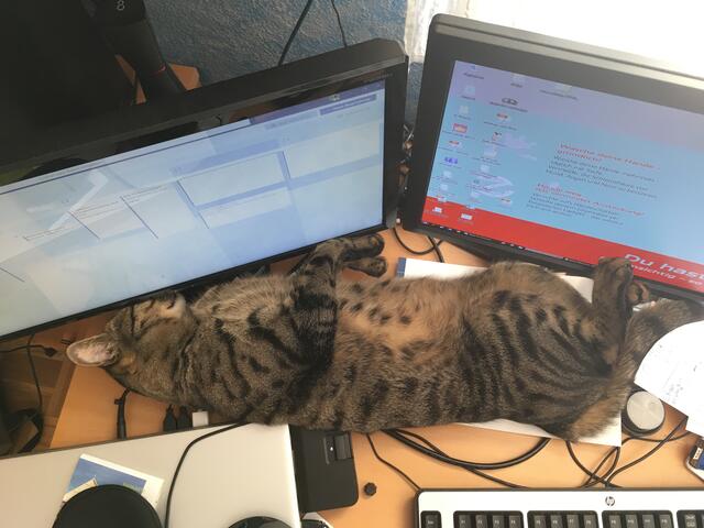 Mikesch entspannt ....