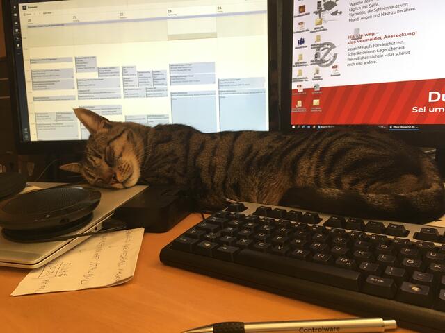 Mikesch eingeschlafen