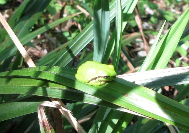 Der Laubfrosch in typischer Ruhestellung.