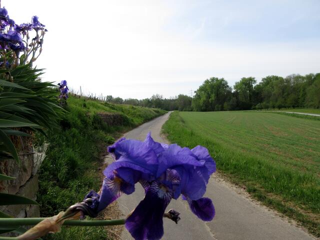 24. April 2020: Der Horkheimer Spaziergang führt zwischen der Schozach und dem Wein hinaus zum Rauen Stich.