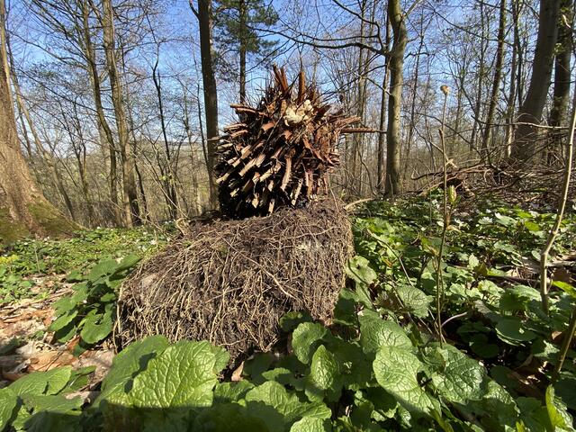 Das verrückte "Schopfhuhn" vom Weinsberger Stadtwald