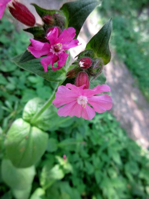 Rote Lichtnelken oder Rotes Leimkraut genannt. Silene dioica oder auch Herrgottsblut