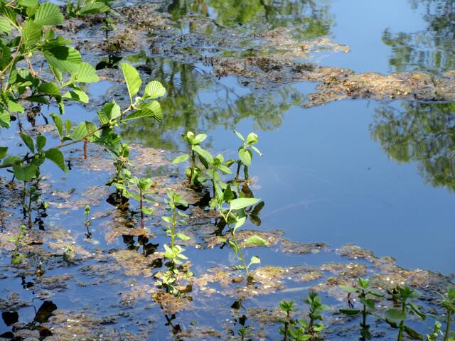 Wasserpflanzen