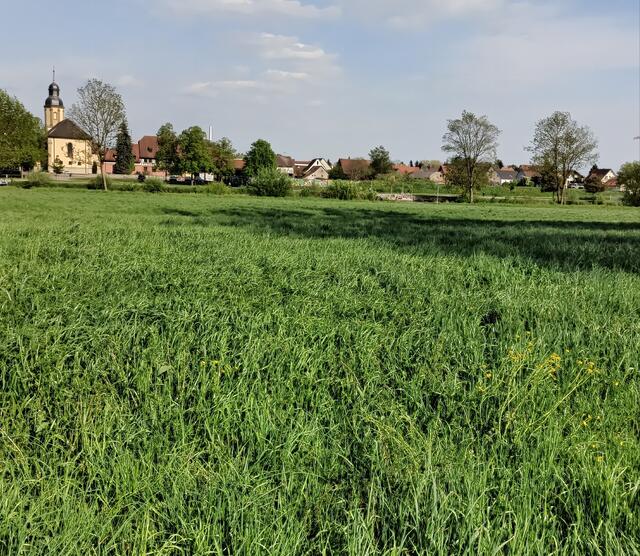 Offenau im Frühjahr