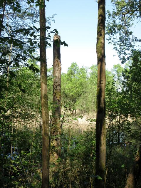 Das Quaken der Frösche und die Stimmung kann man in Bildern sehr schlecht einfangen. Es steht zwar noch Wasser, aber die Wiesen drum herum sind mehr als trocken. Schrecklich ist das.