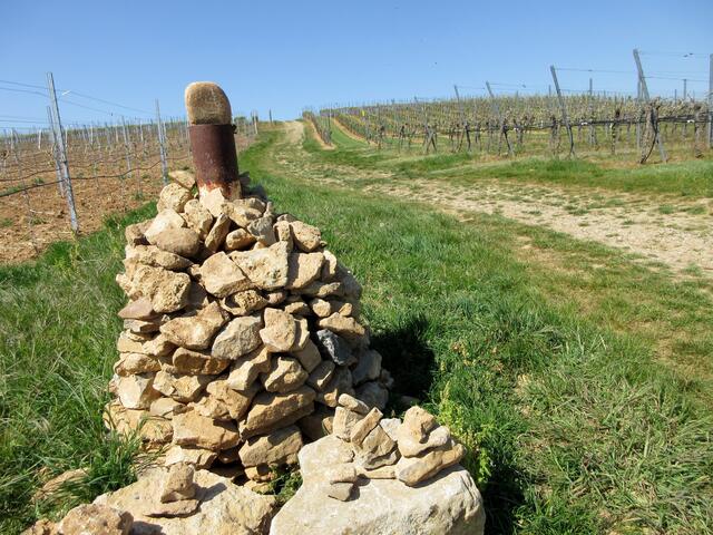 Vollkommen ausgetrocknete Weinberge.