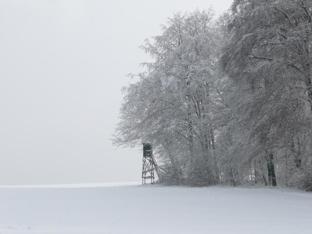 Mein Wunsch: mal wieder Winter - auf der Höhe zwischen Weißbach und Halberg