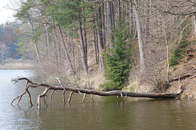 ... der Lindwurm verläßt den schützenden Wald und wagt sich über den dunklen See Was hat ihn wohl gestört ...?