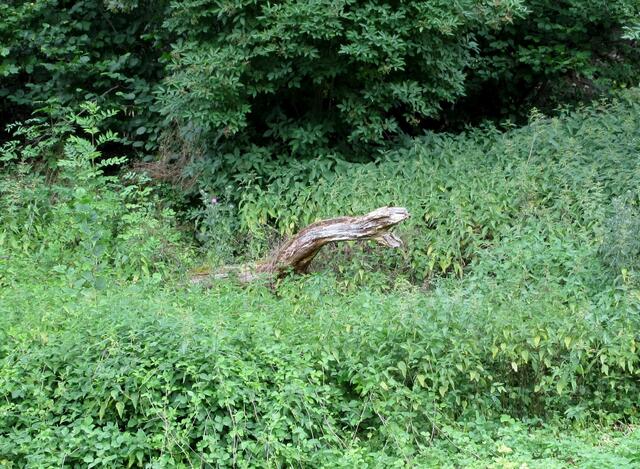 Ein Ungeheuer sucht seine Opfer... und wagt sich aus dem Gebüsch