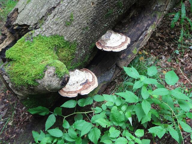 Ein kleiner Seelöwe hat sich im Wald verirrt