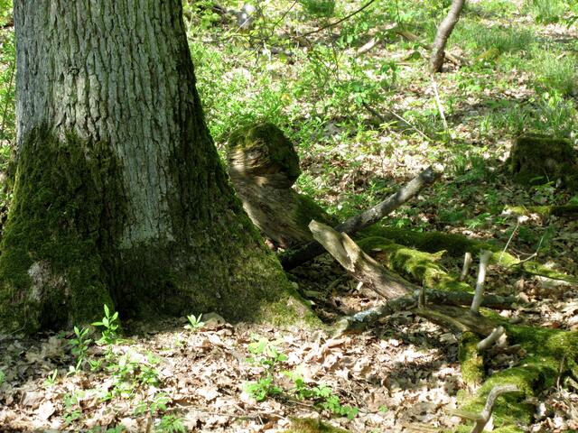 Wer liegt da hinterm Baum?