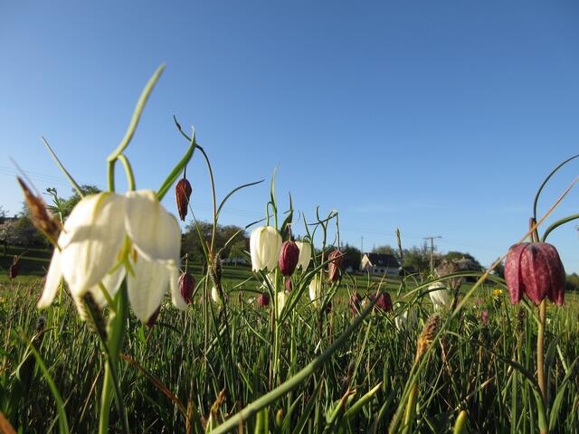 Wunderbare, zarte Schachblumen