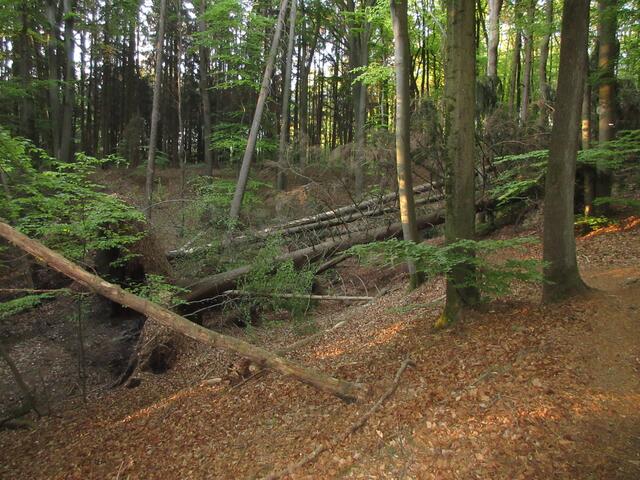 Beeindruckend groß die umgestürzten Bäume