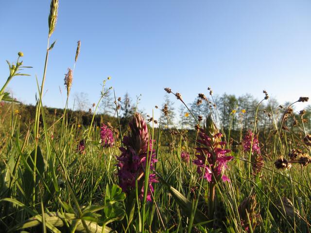 Dann die Wiese mit dem Breitblättrigen Knabenkraut. Es blüht normalerweise von Mai bis Juli und ist in diesem Jahr sehr früh dran. Typisch sind die gefleckten Blätter.