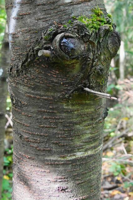 ACHTUNG DÜRRE - Rauchen im Wald verboten - Waldbrandgefahr