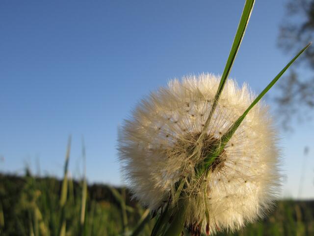 Pusteblume