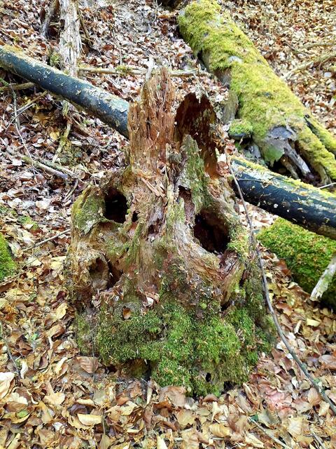 "Ich wache über die Kalksklinge im Steinbacher Tal"