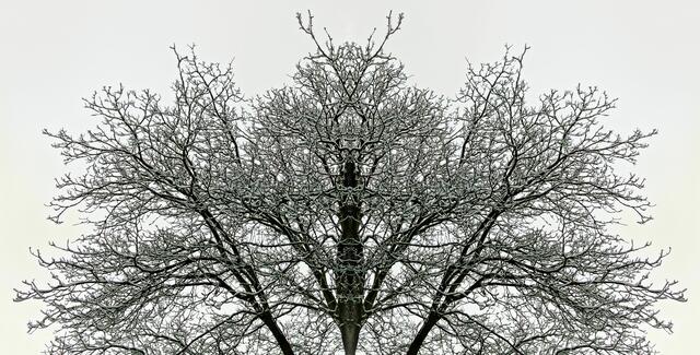 Der alte Hirsch