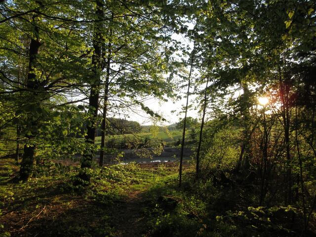Schöner Spaziergang durch den Wald