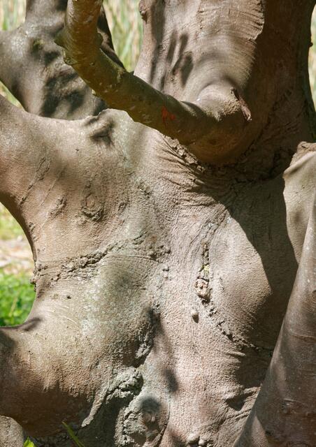 Elefant im Wertwiesenpark