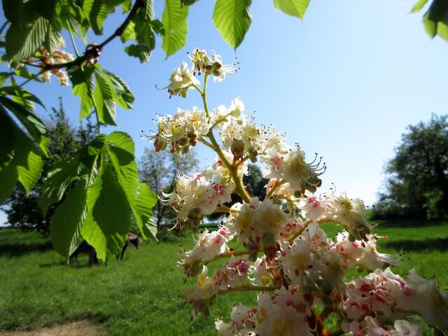 Kastanienblüte
