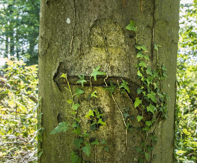 Hier geht es zum nächsten Baum.