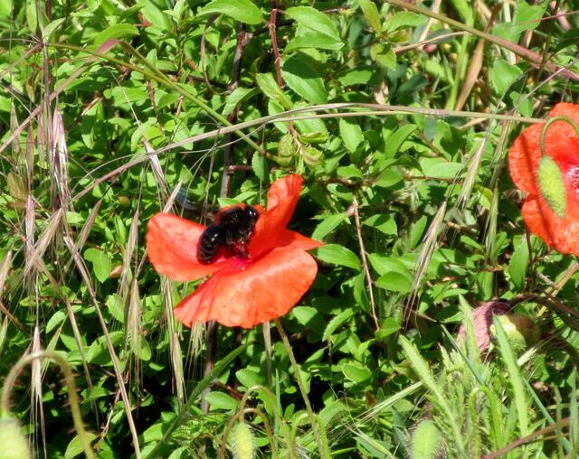 Kaum auf der Strecke, trafen wir diese Blaue Holzbiene. Schwierig sie zu fotografieren, sie summt (oder brummt) in hohem Tempo von Blüte zu Blüte
