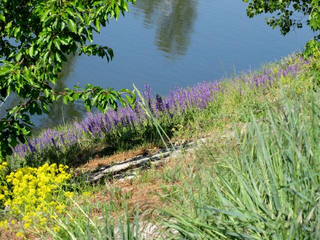 Salbei am Neckar