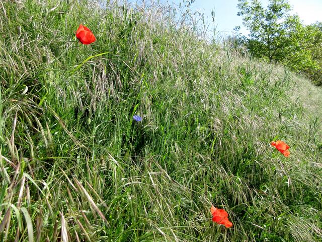 Und eine einzelne Kornblume dazwischen