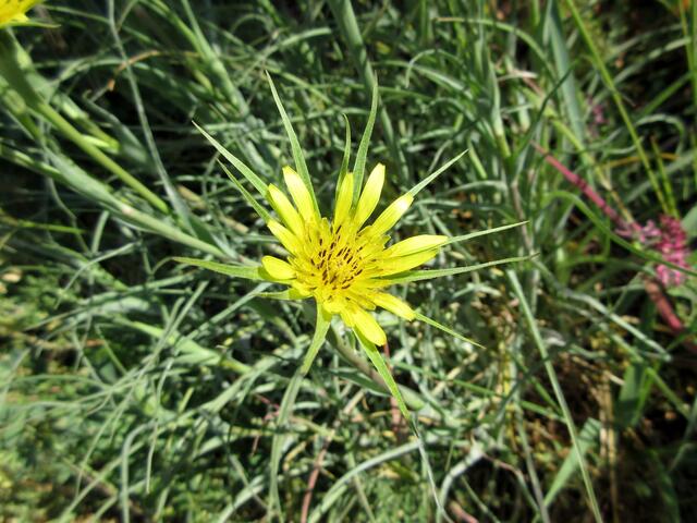 Wiesenbocksbart