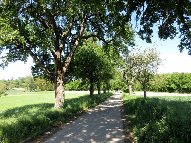 Kernobst-Allee