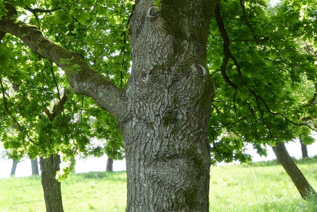 DER GRIMMIGE