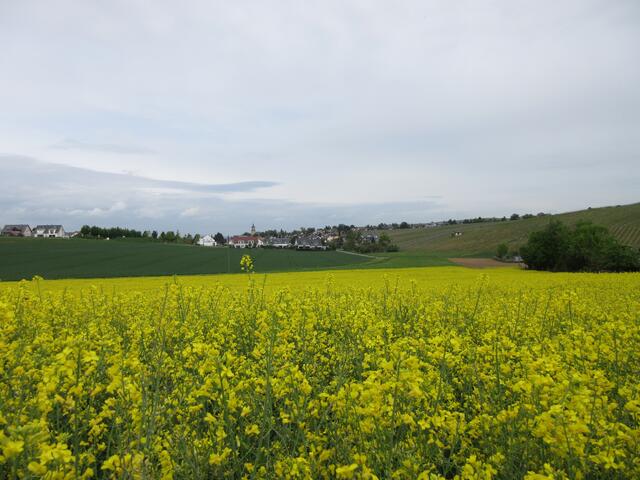 2020-04-28: Flein hinter dem Rapsfeld