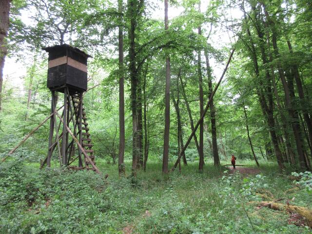 Im Wald unterhalb des "Fuchssprung"