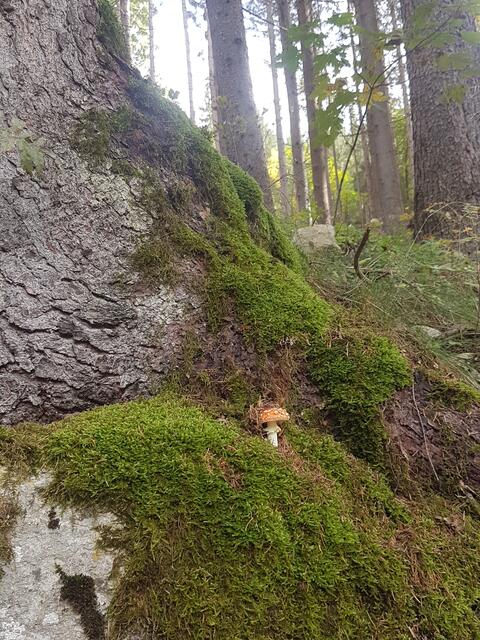 Der Baum und sein kleiner Schützling