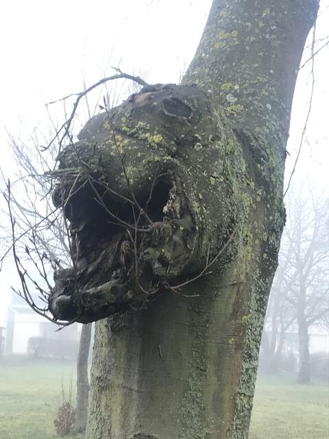 Baummonster aus Forchtenberg
