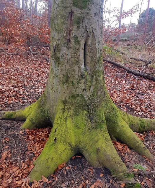 Der Elefantenfuss ...